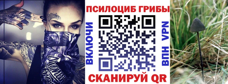 MEGA tor  Медногорск  Псилоцибиновые грибы прущие грибы 
